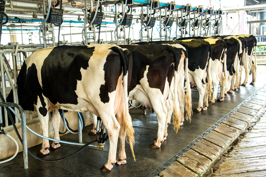 Vache à lait, toute la vérité !