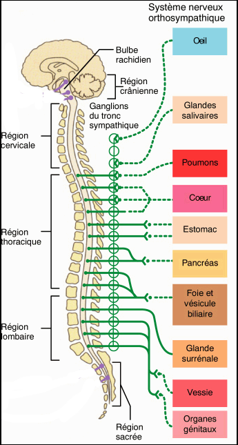 cerveau_nerfs